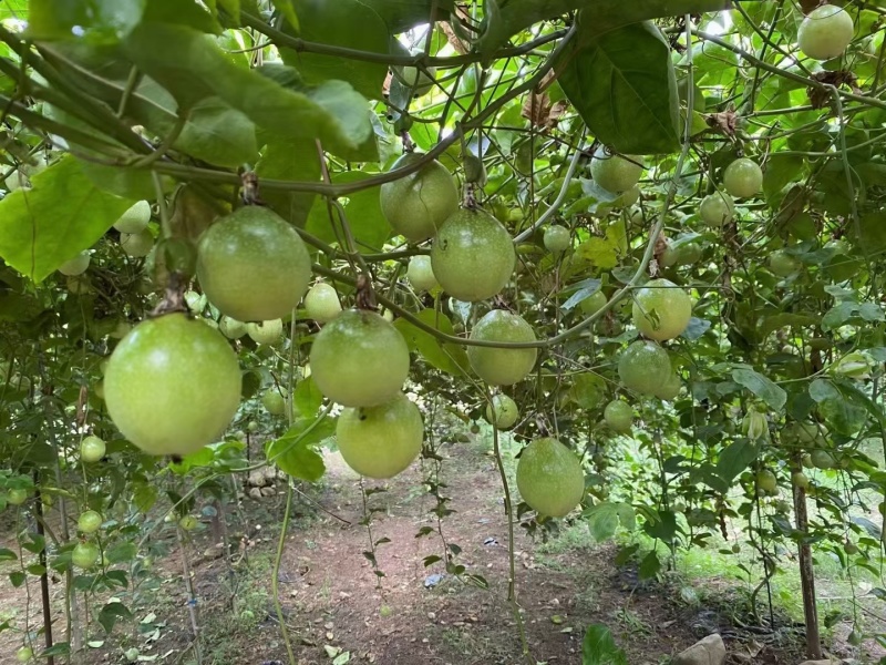 钦蜜9号一款纯甜无酸百香果