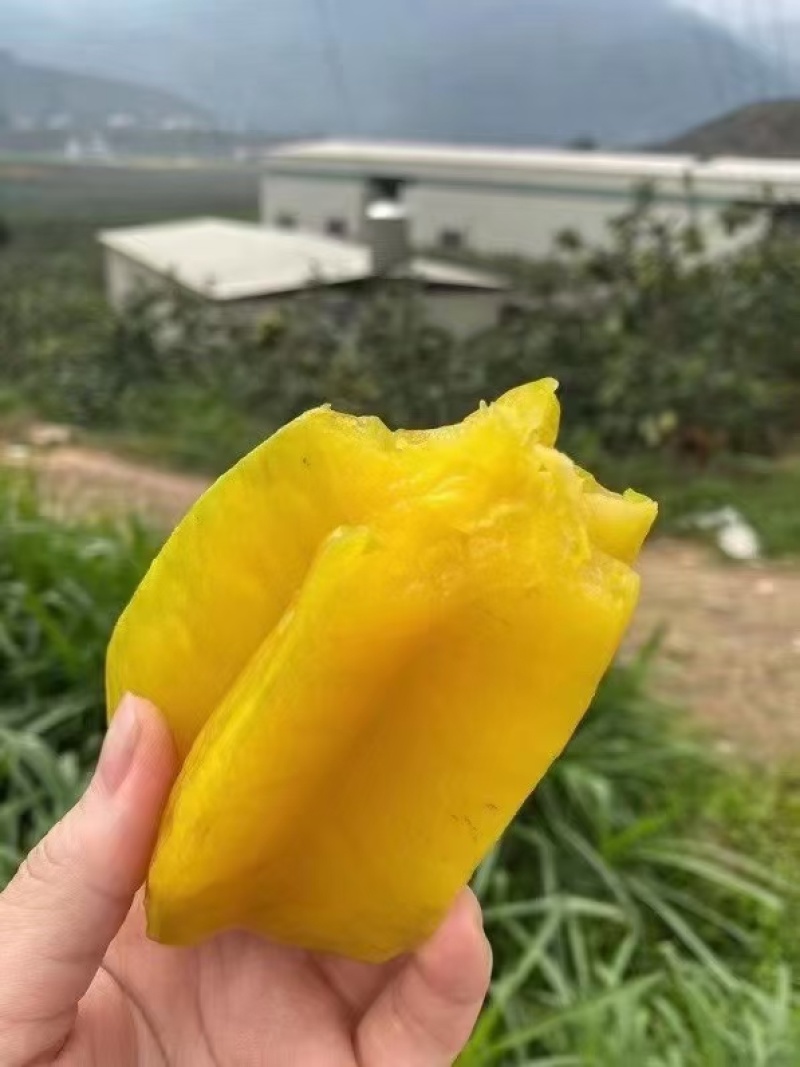 她是下河杨桃现在是她最甜的时候还能在采摘约15天左右