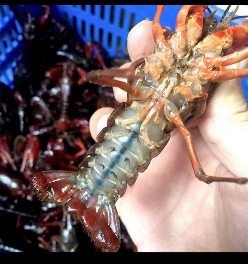 监利小龙虾养殖户直发品质保证一手货源保质保量可视频