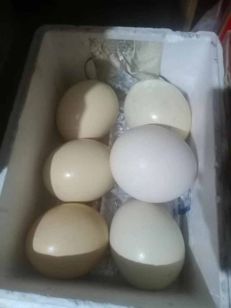 出售非洲鸵鸟蛋，鸵鸟苗