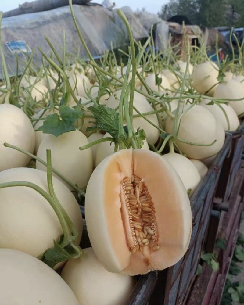 山东甜瓜红金蜜白皮红肉产地一手货源量大从优电商