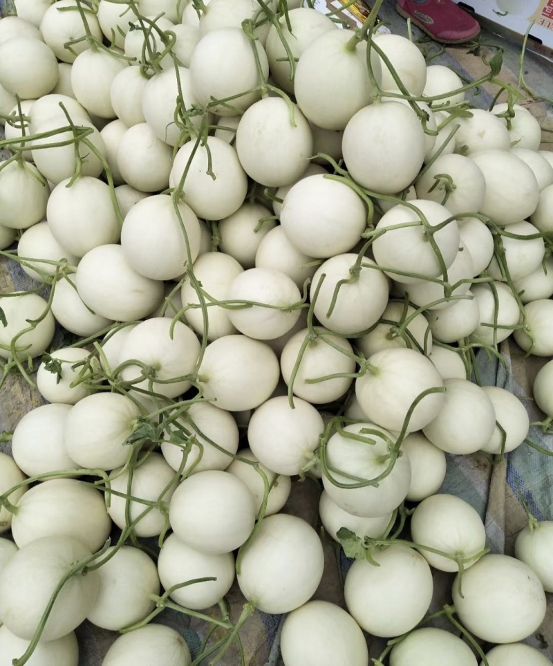 山东莘县玉菇甜瓜白皮绿肉量大从优产地直供商超直供