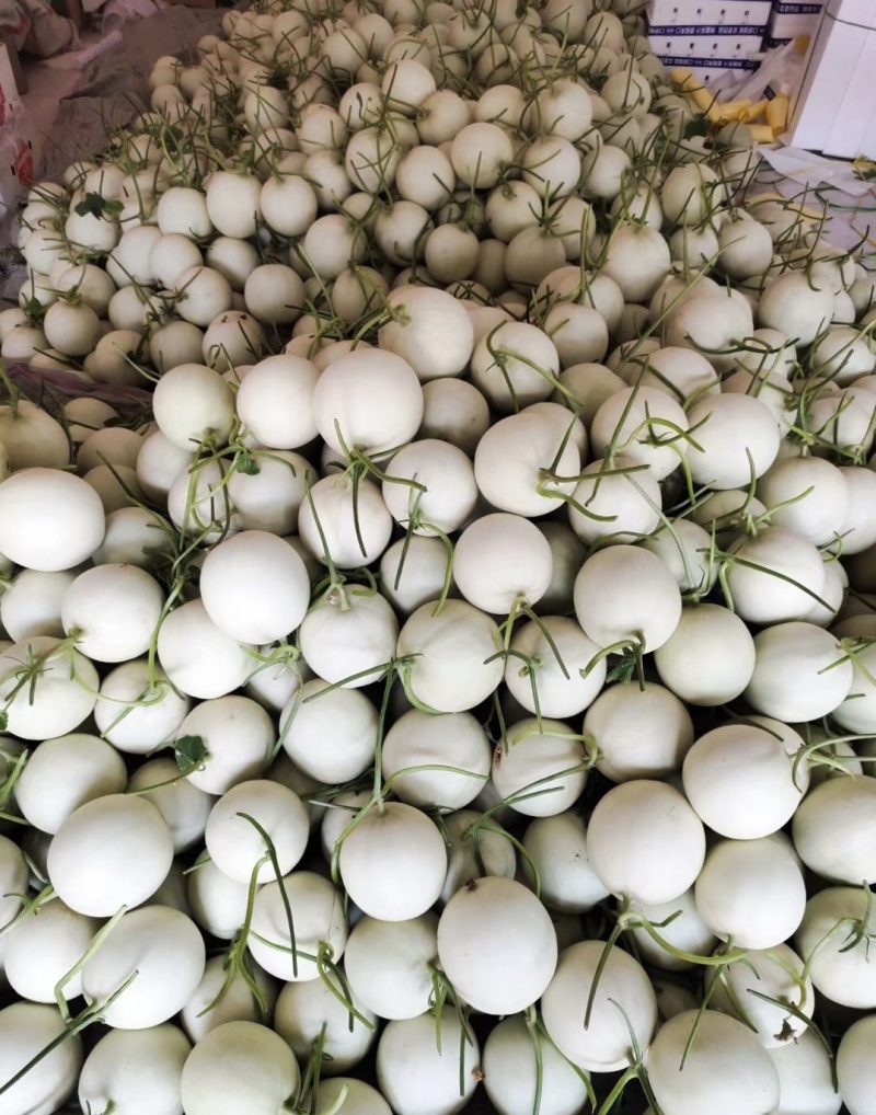 山东莘县玉菇甜瓜白皮绿肉量大从优产地直供商超直供