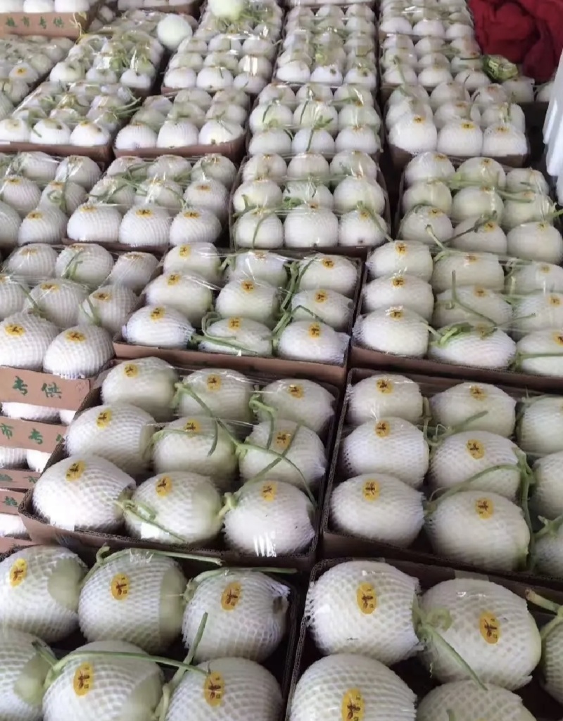 山东莘县玉菇甜瓜白皮绿肉量大从优产地直供商超直供