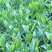 乌龙茶（白芽奇兰）福建省漳州市平和县特产