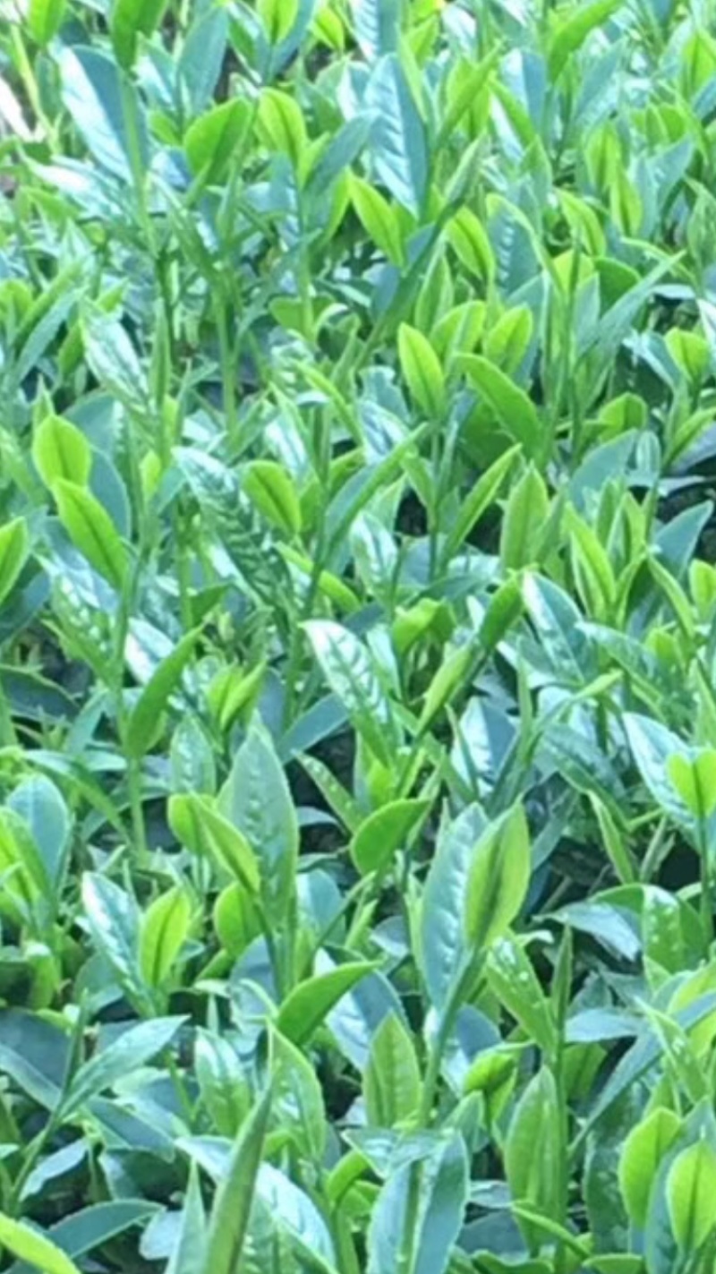 乌龙茶（白芽奇兰）福建省漳州市平和县特产