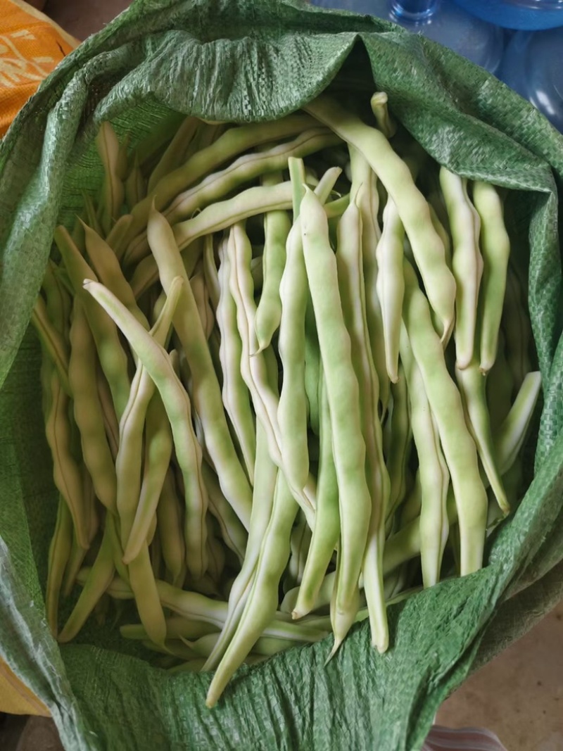 精品芸豆大量上市