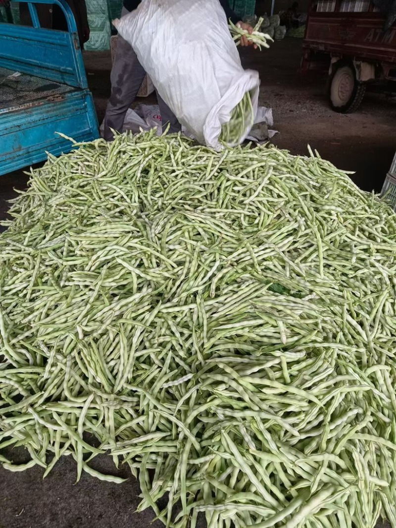 精品芸豆大量上市