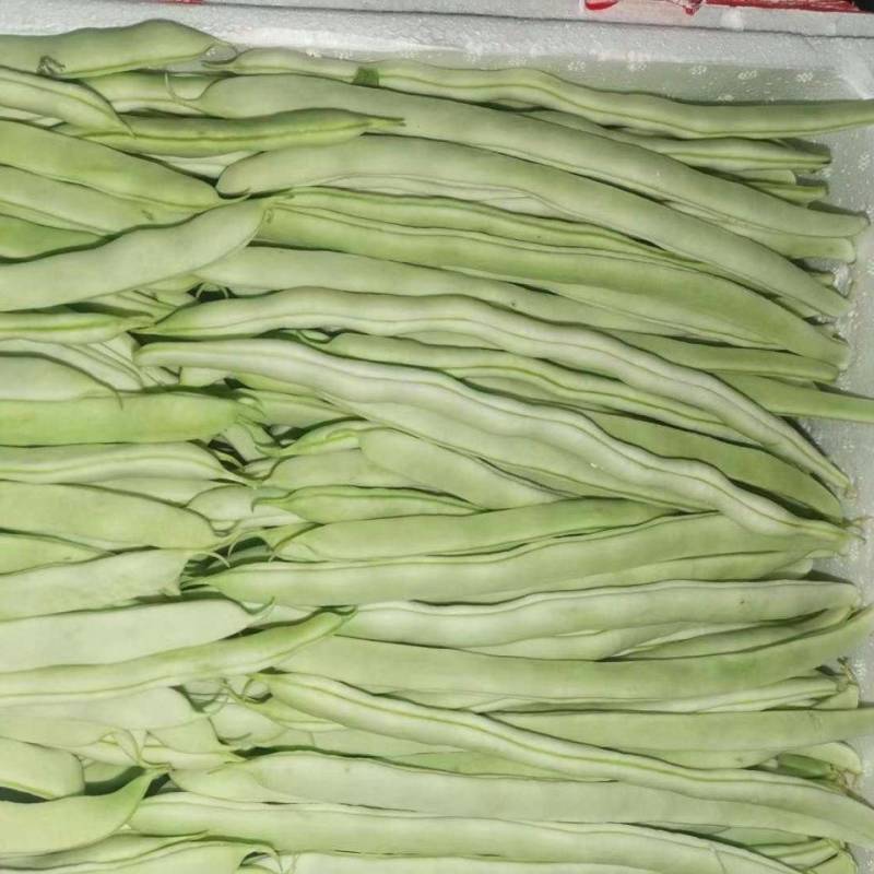 山东单县，芸豆，产地直供，货源充足，优等蔬菜，对接全国
