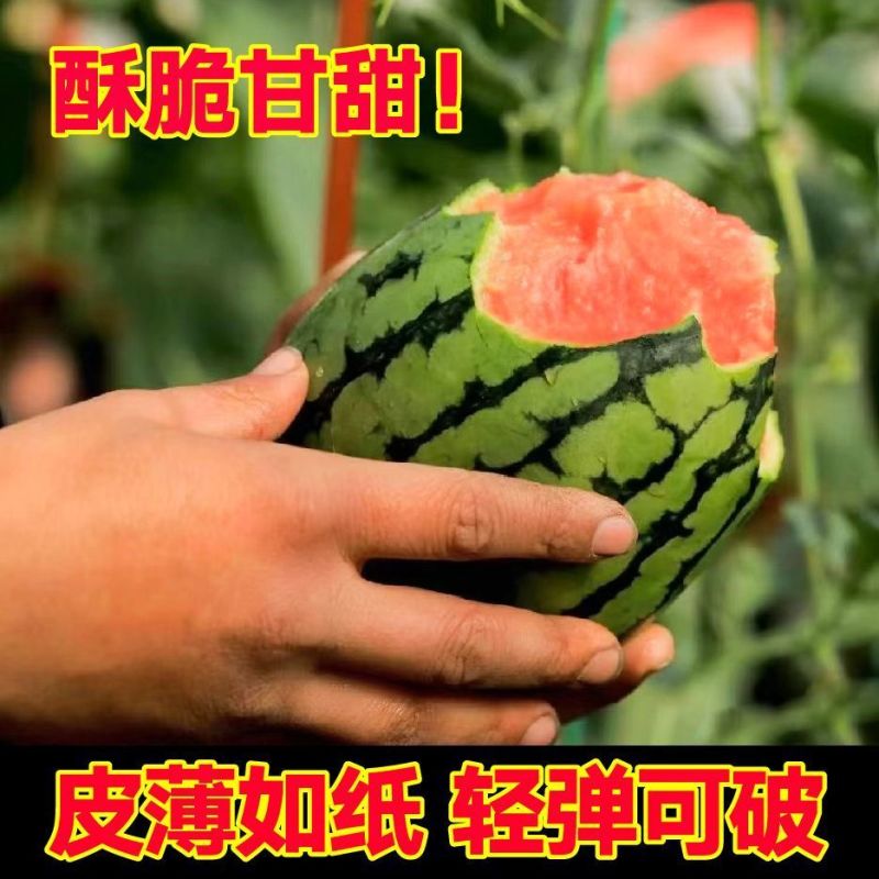 安徽砀山早春红玉西瓜皮薄多汁产地直发全国