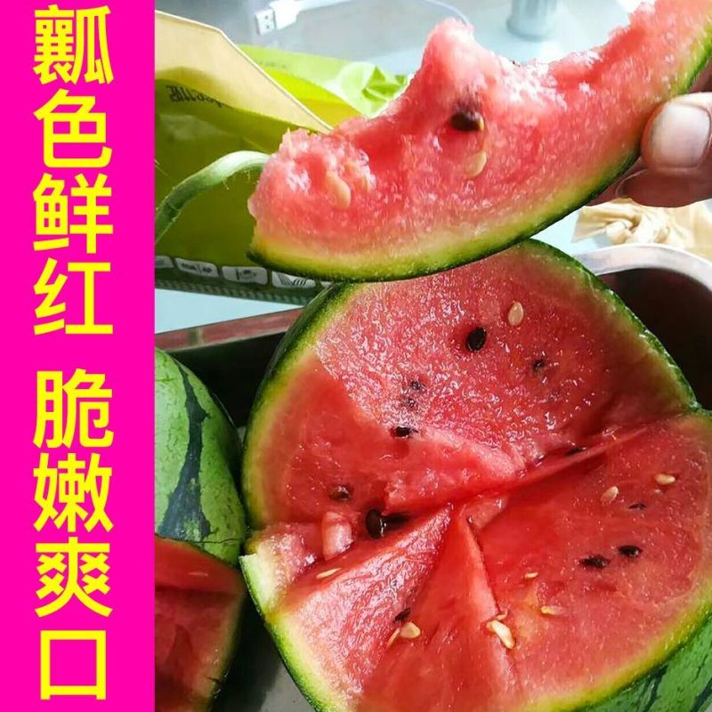 安徽砀山早春红玉西瓜皮薄多汁产地直发全国