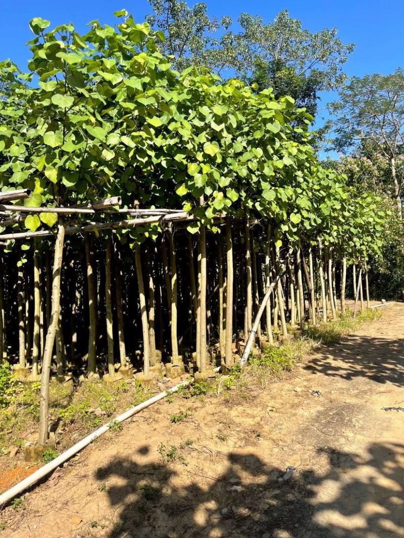 黄槿5～8公分基地直销规格齐全欢迎来电咨询合作
