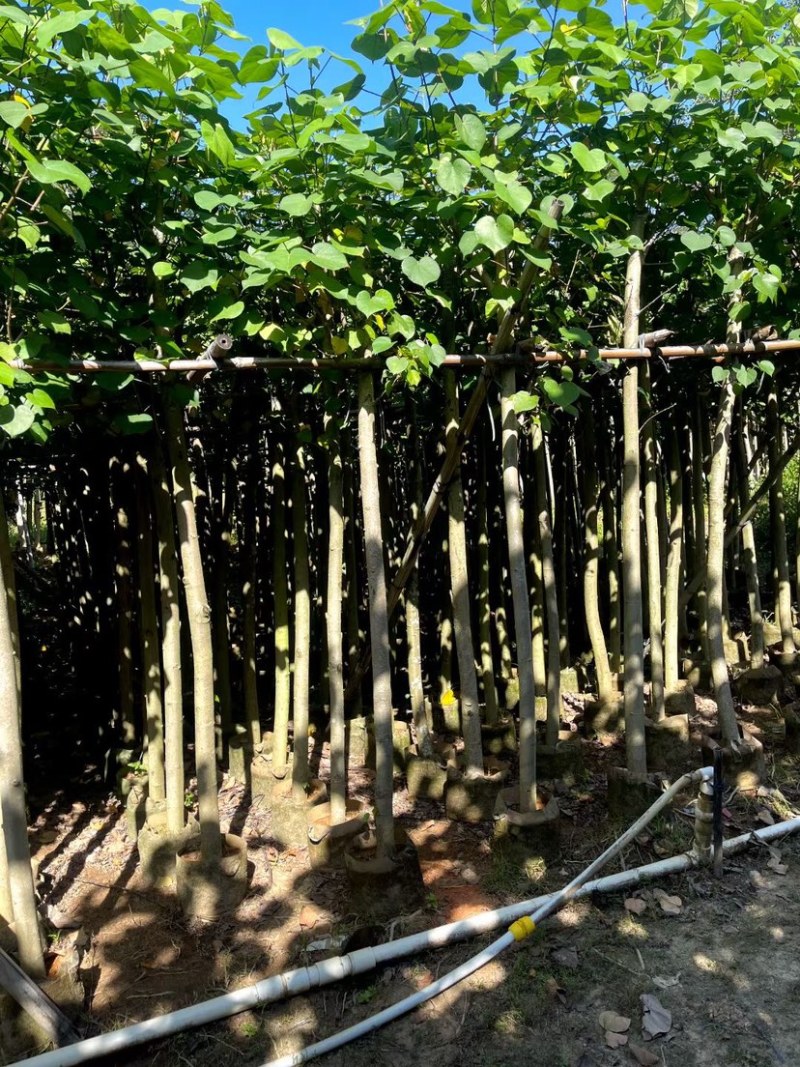 黄槿5～8公分基地直销规格齐全欢迎来电咨询合作