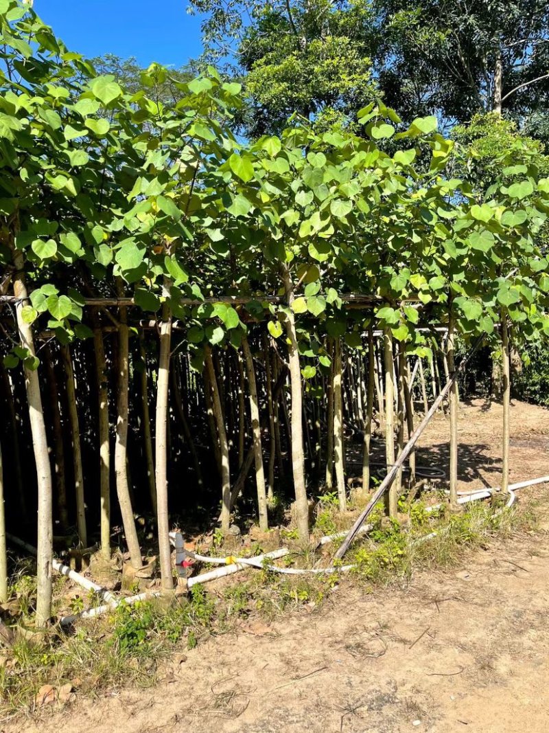 黄槿5～8公分基地直销规格齐全欢迎来电咨询合作