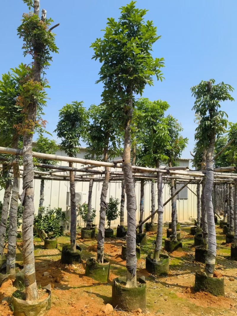桃花心木8～15公分基地直销质量优欢迎来电咨询合作