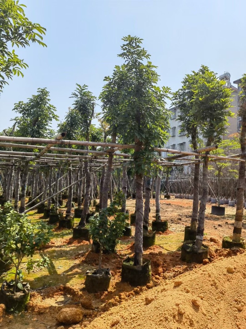 桃花心木8～15公分基地直销质量优欢迎来电咨询合作