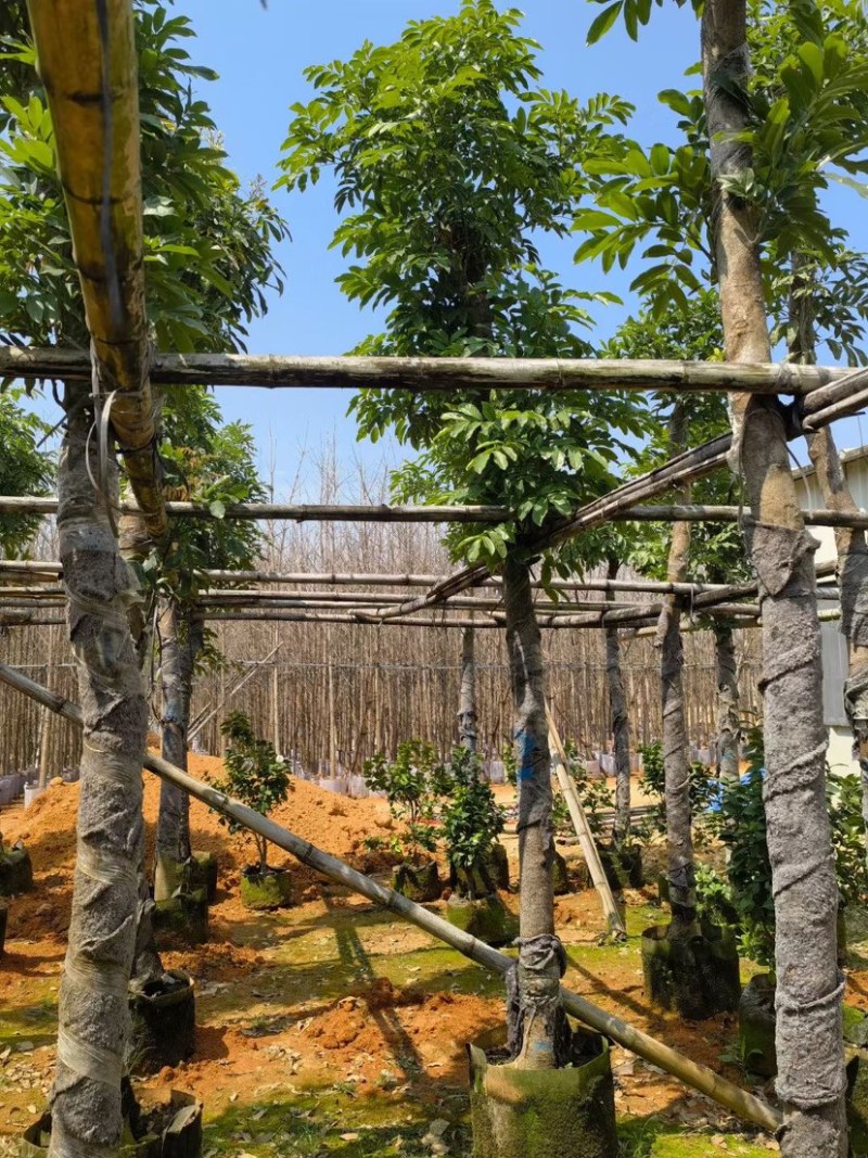 桃花心木8～15公分基地直销质量优欢迎来电咨询合作