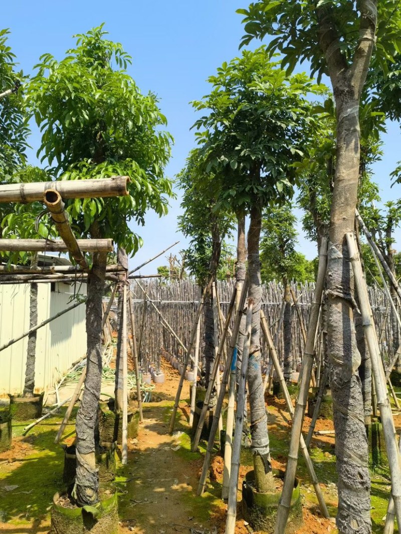 桃花心木8～15公分基地直销质量优欢迎来电咨询合作