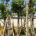 桃花心木8～15公分基地直销质量优欢迎来电咨询合作