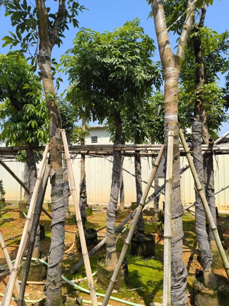 桃花心木8～15公分基地直销质量优欢迎来电咨询合作