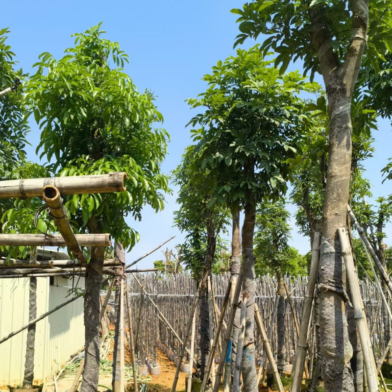 桃花心木8～15公分基地直销质量优欢迎来电咨询合作