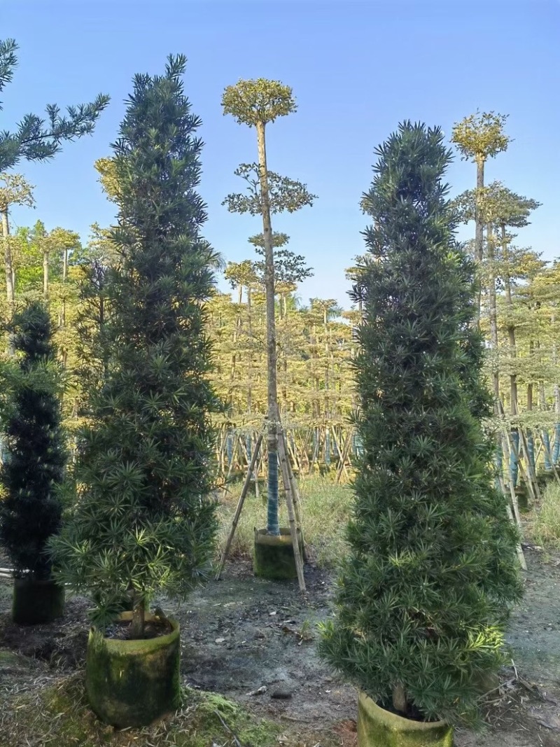 宝塔形罗汉松大量供应高度2～5米质量优欢迎来电咨询