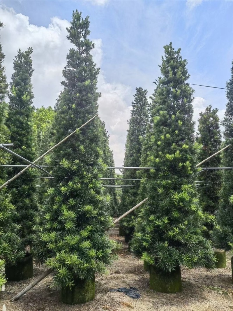 宝塔形罗汉松大量供应高度2～5米质量优欢迎来电咨询