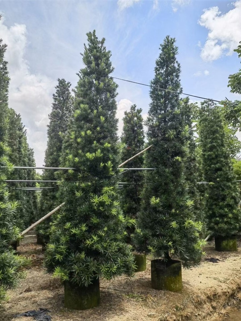 宝塔形罗汉松大量供应高度2～5米质量优欢迎来电咨询