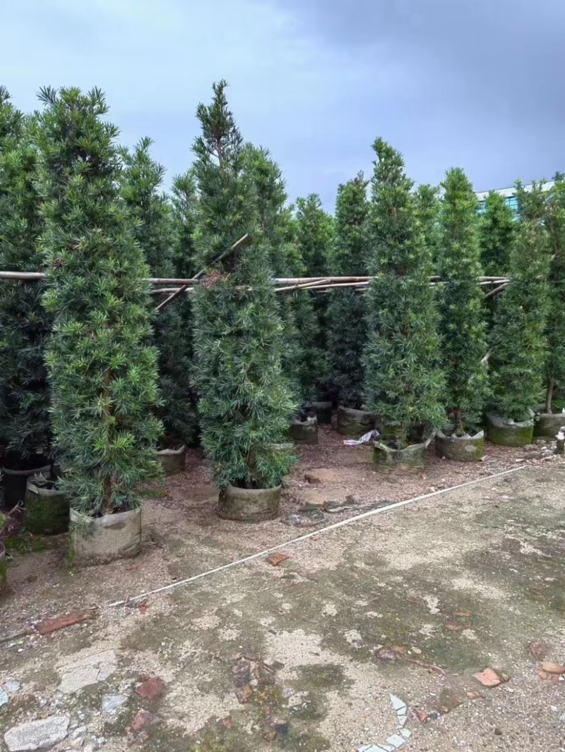 宝塔形罗汉松大量供应高度2～5米质量优欢迎来电咨询