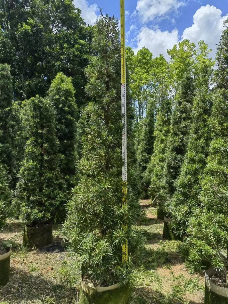 宝塔形罗汉松大量供应高度2～5米质量优欢迎来电咨询