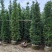 宝塔形罗汉松大量供应高度2～5米质量优欢迎来电咨询