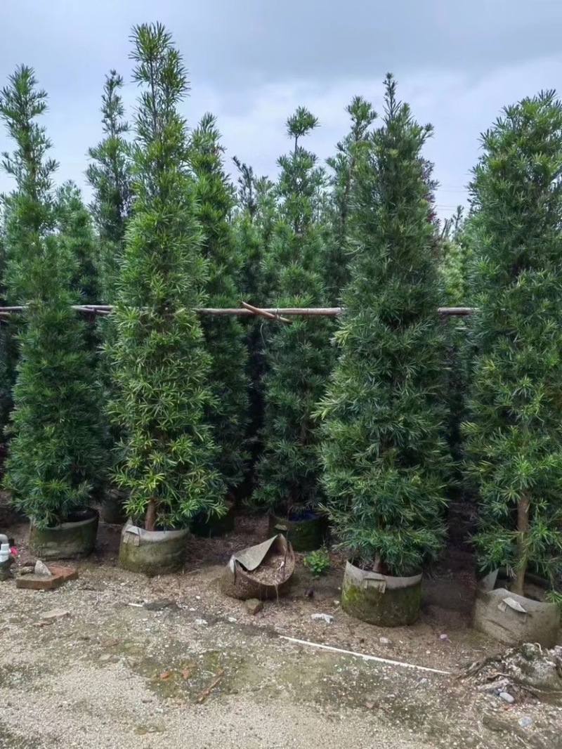 宝塔形罗汉松大量供应高度2～5米质量优欢迎来电咨询