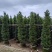 宝塔形罗汉松大量供应高度2～5米质量优欢迎来电咨询