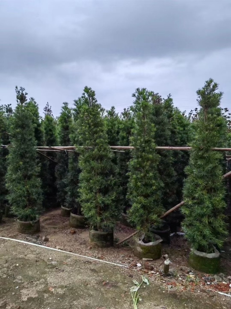 宝塔形罗汉松大量供应高度2～5米质量优欢迎来电咨询
