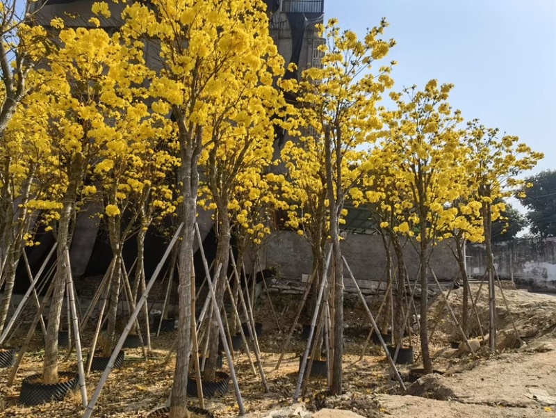 多花/少花黄花风铃木12～15公分基地直销欢迎来电咨询
