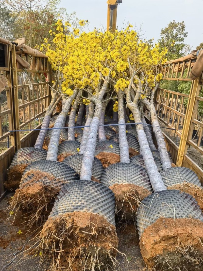 多花/少花黄花风铃木12～15公分基地直销欢迎来电咨询