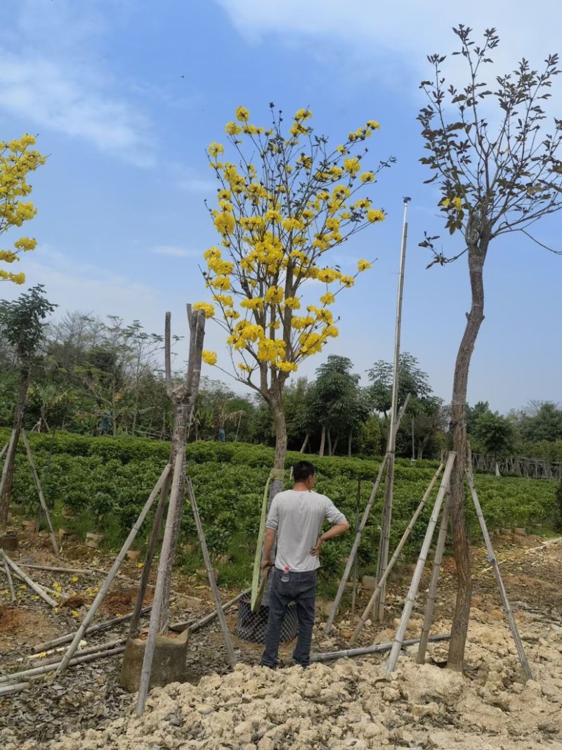 多花/少花黄花风铃木12～15公分基地直销欢迎来电咨询