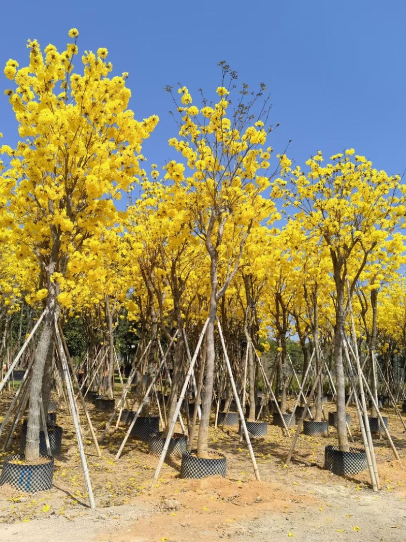 多花/少花黄花风铃木12～15公分基地直销欢迎来电咨询