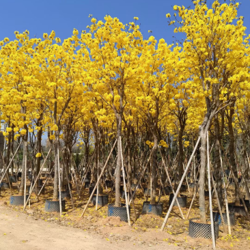 多花/少花黄花风铃木12～15公分基地直销欢迎来电咨询