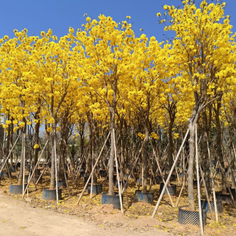 多花/少花黄花风铃木12～15公分基地直销欢迎来电咨询