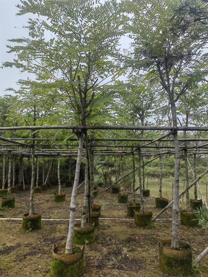 塔槐5～8公分基地直销规格齐全欢迎来电咨询合作