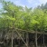 塔槐5～8公分基地直销规格齐全欢迎来电咨询合作