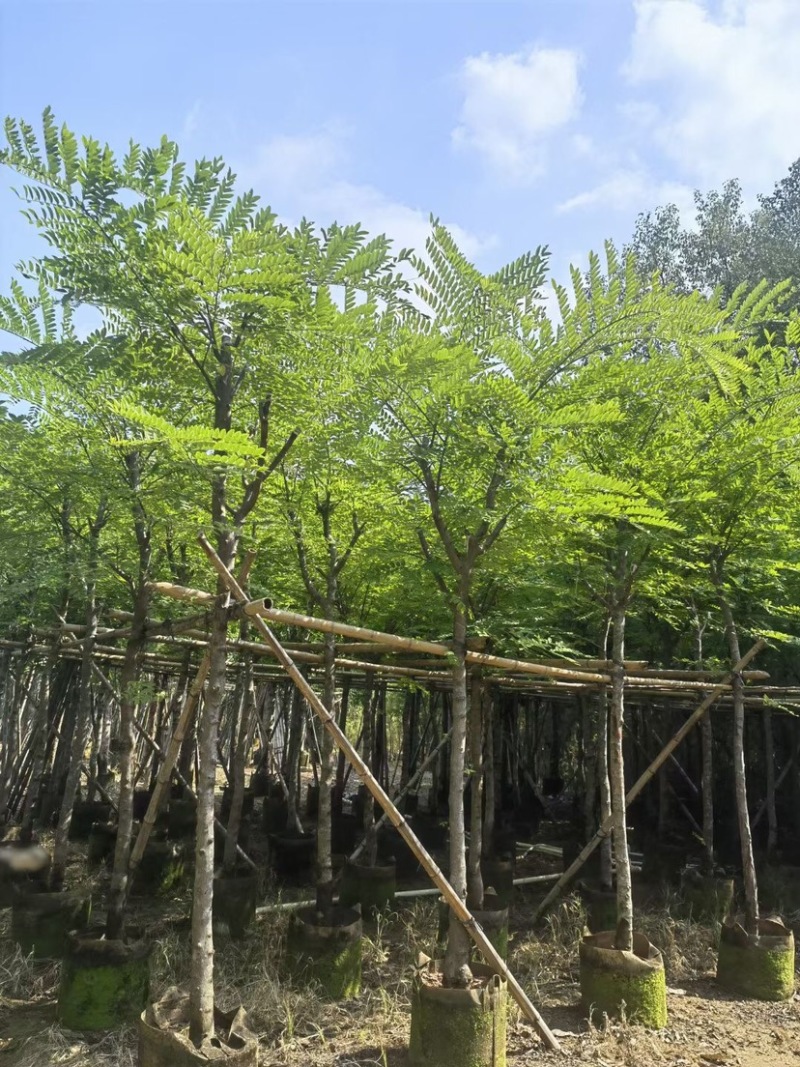 塔槐5～8公分基地直销规格齐全欢迎来电咨询合作