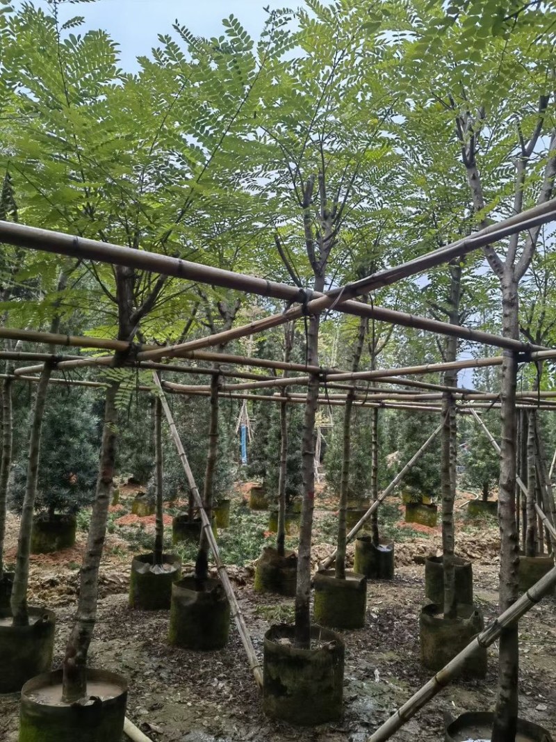 塔槐5～8公分基地直销规格齐全欢迎来电咨询合作