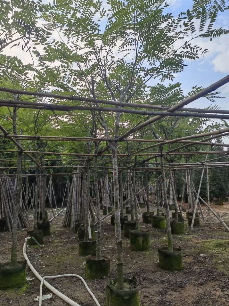 塔槐5～8公分基地直销规格齐全欢迎来电咨询合作
