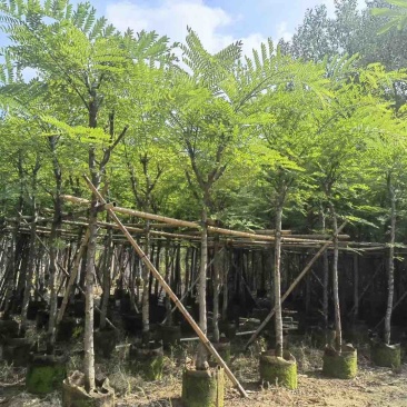 塔槐5～8公分基地直销规格齐全欢迎来电咨询合作