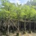 塔槐5～8公分基地直销规格齐全欢迎来电咨询合作