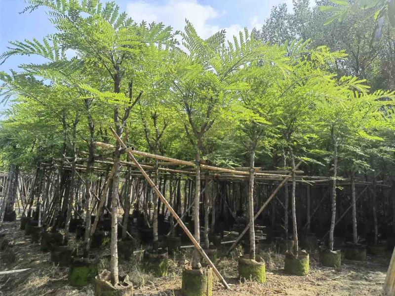 塔槐5～8公分基地直销规格齐全欢迎来电咨询合作