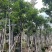 秋枫骨架苗10～15公分基地直销质量优欢迎来电咨询