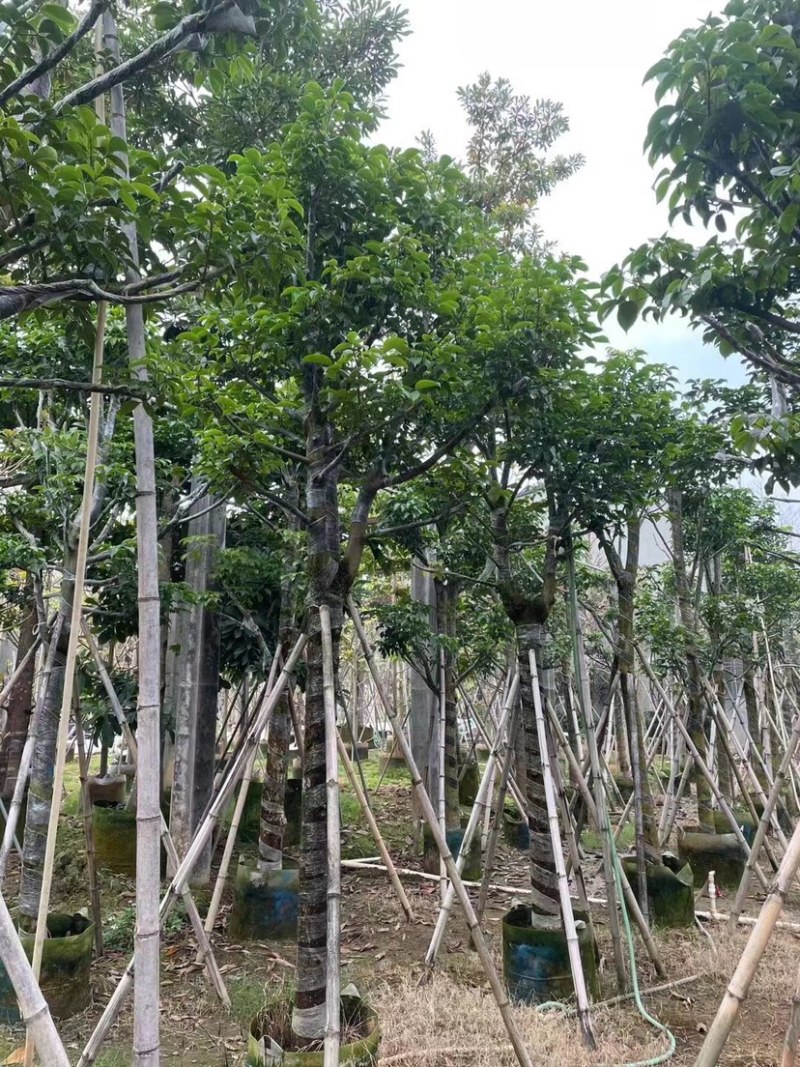 秋枫骨架苗10～15公分基地直销质量优欢迎来电咨询